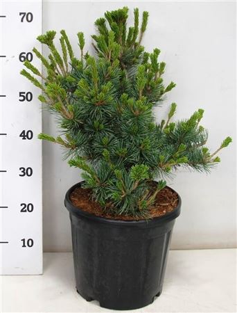 Pinus Parv Negishi