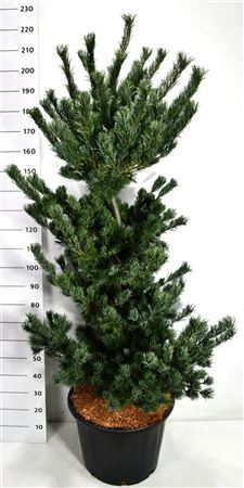 Pinus Parv Tempelhof