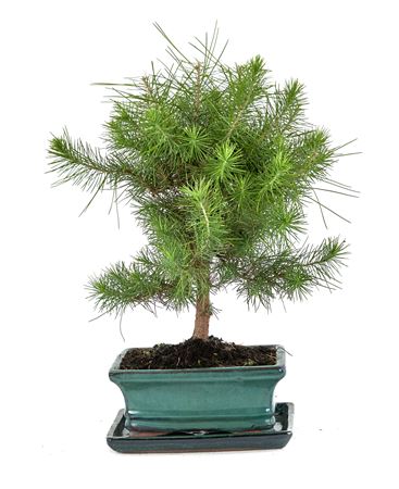 Bonsai Pinus Halepensis Ball On Stem Wiht Drip Tra