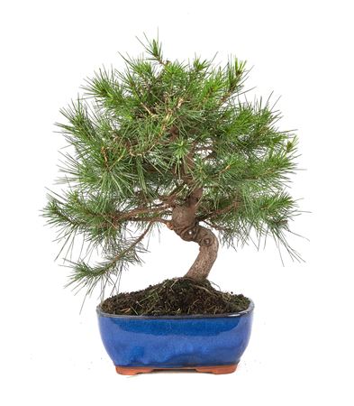 Bonsai Pinus Halepensis S-shape (outdoor)