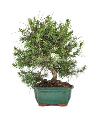 Bonsai Pinus Halepensis Ball In S (outdoor