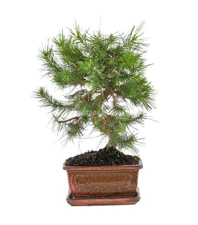 Bonsai Pinus Halepensis Ball In S With Dri