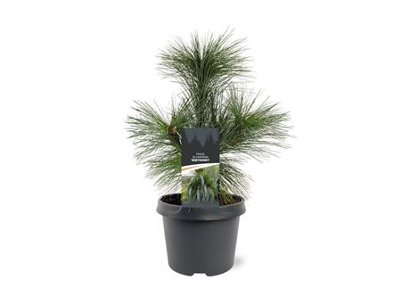 Pinus Schwerinii Wiethorst