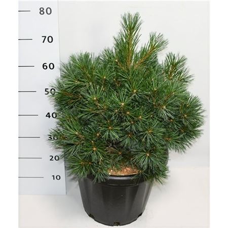 Pinus Strobus Krüger's Lilliput
