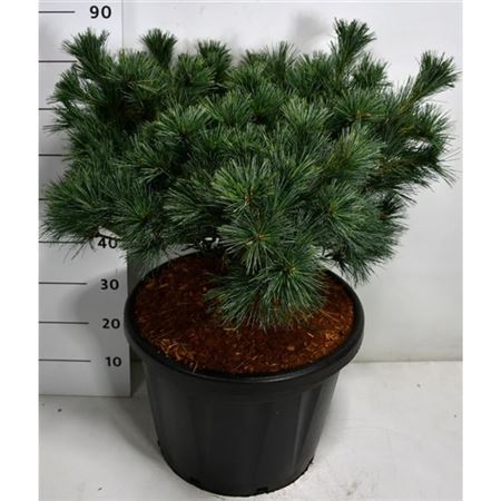 Pinus Strobus Krüger's Lilliput
