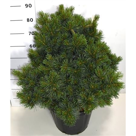 Pinus Strobus Krüger's Lilliput