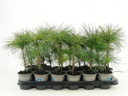 Pinus Strobus