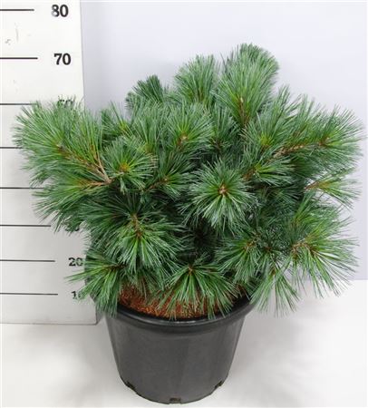 Pinus Strobus Secrest