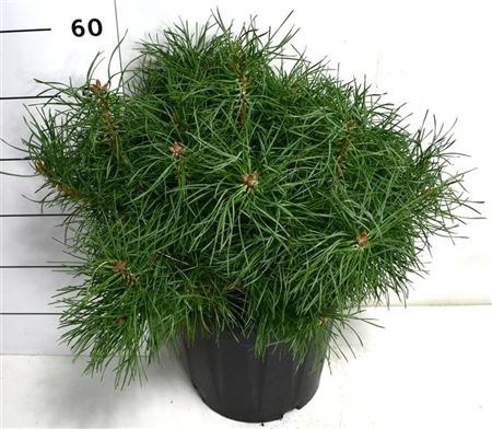 Pinus Sylv Blue Pearl