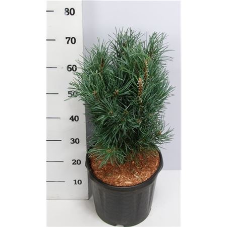 Pinus Sylv Fastigiata