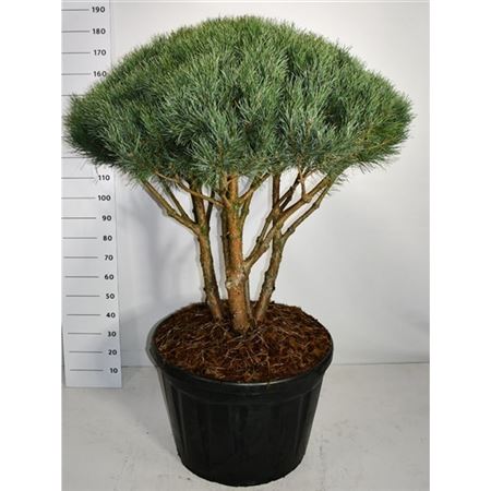 Pinus Sylv Watereri
