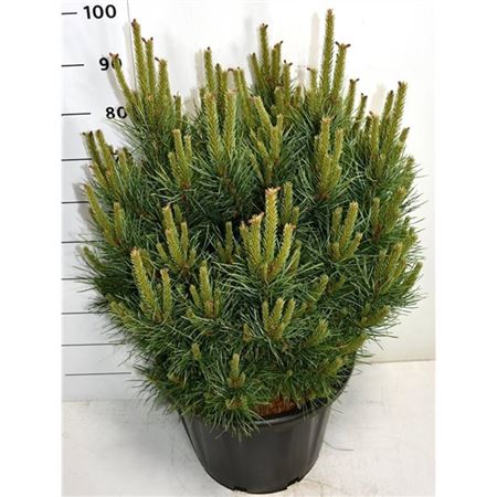 Pinus Sylv Watereri