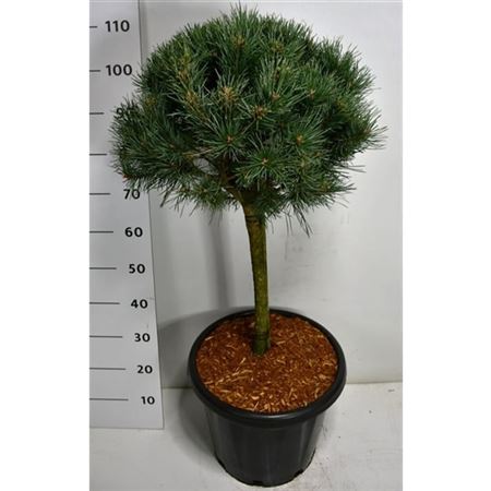 Pinus Sylv Watereri On Stem