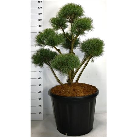 Pinus Sylv Watereri