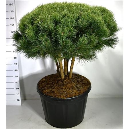 Pinus Sylv Watereri