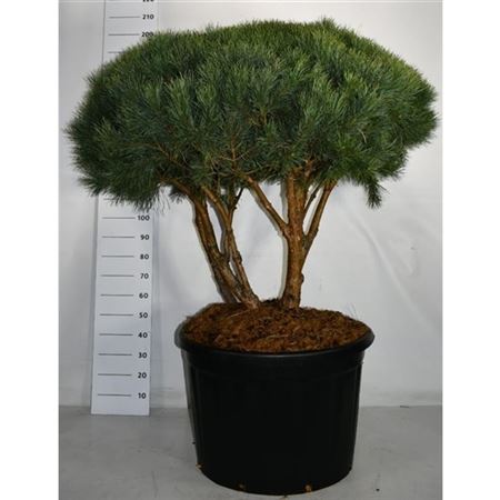 Pinus Sylv Watereri