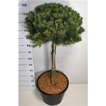 Pinus Sylvestris Watereri