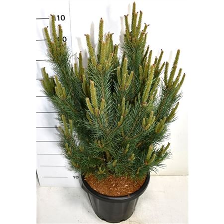 Pinus Sylv Watereri