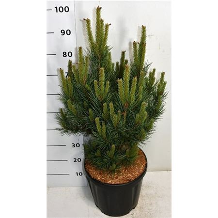 Pinus Sylv Watereri