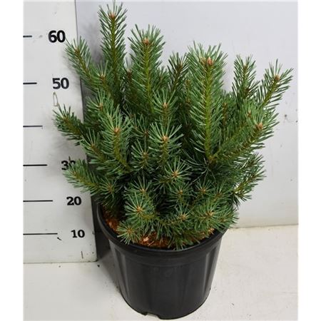 Pinus Sylv Watereri