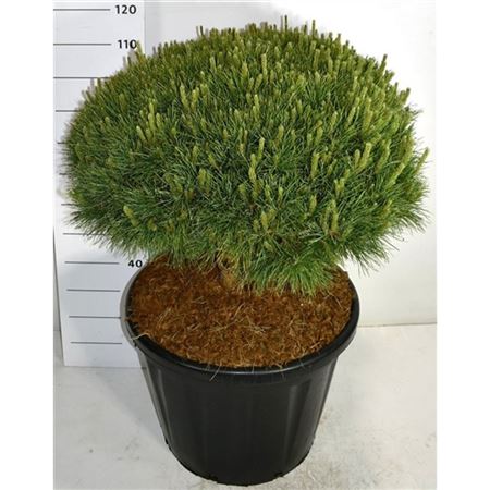 Pinus Sylv Watereri