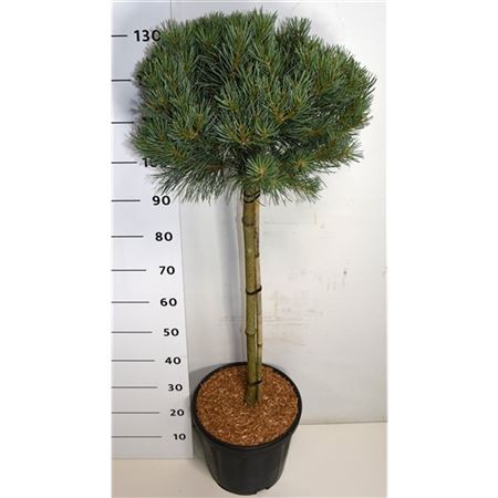 Pinus Sylv Watereri On Stem