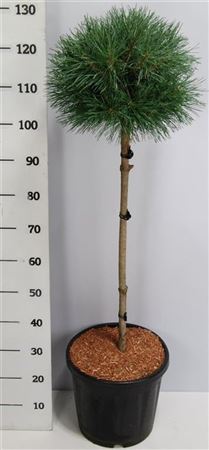 Pinus Sylv Watereri On Stem