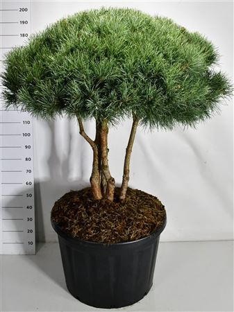 Pinus Sylv Watereri Multistem