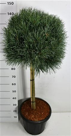 Pinus Sylv Watereri On Stem