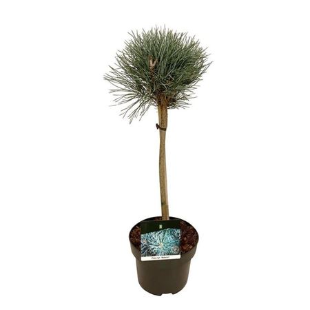 Pinus Sylv Watereri On Stem
