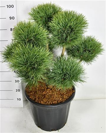 Pinus Sylv Watereri