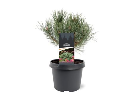 Pinus Sylv Watereri