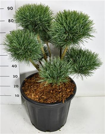 Pinus Sylv Watereri