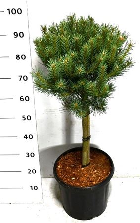 Pinus Sylv Watereri On Stem