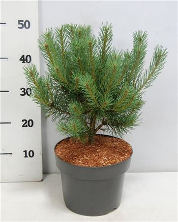 Pinus Sylv Watereri