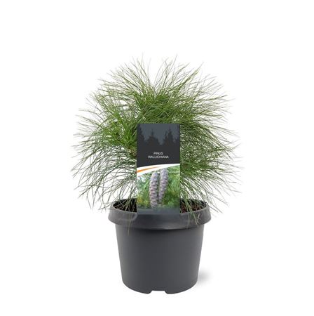 Pinus Wallichiana