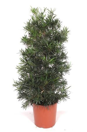Podocarpus Macrophylla