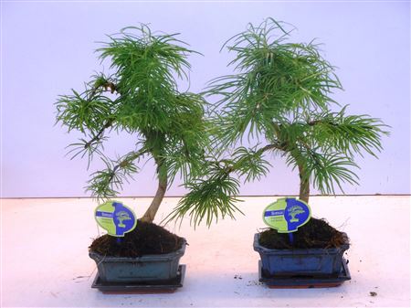 Bonsai Pseudolarix Amabilis , With Drip