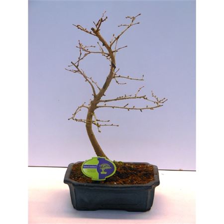Bonsai Pseudolarix Amabilis