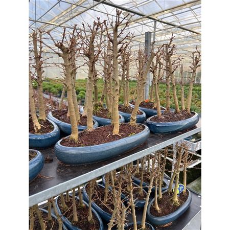 Bonsai Pseudolarix Forrest- Group 5 Stem