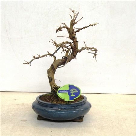 Bonsai Pseudolarix Amabilis Without