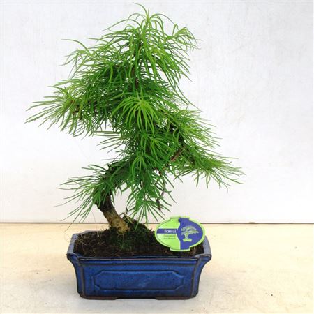 Bonsai Pseudolarix Amabilis Without