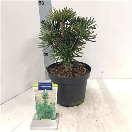 Sciadopitys Verticillata Sternsnuppe