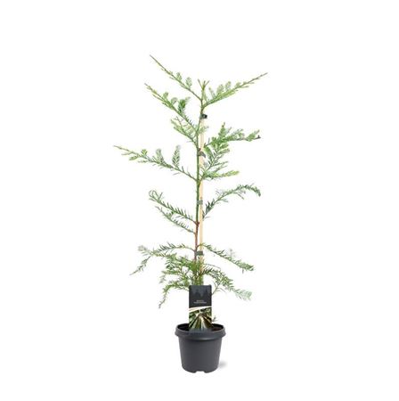 Sequoia Sempervirens