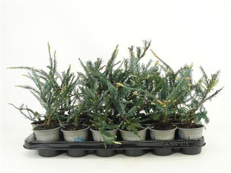 Sequoia Semp Adpressa