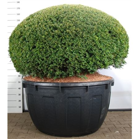 Taxus Baccata Ball