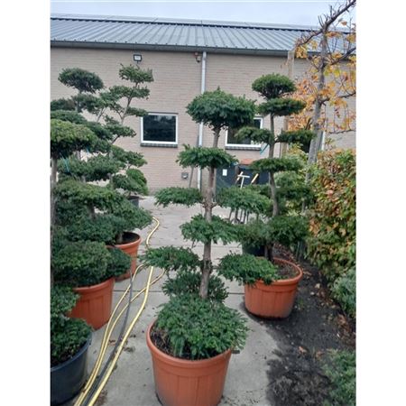 Taxus Bacc Bonsai Nr. 14