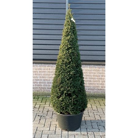 Taxus Baccata Cone