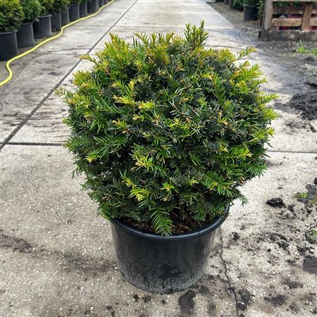 Taxus Baccata Ball