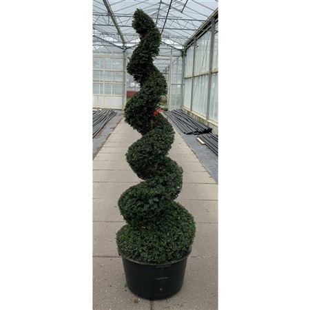 Taxus Baccata Spiral